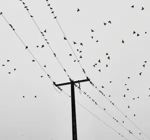 Florence McCarthy portrait